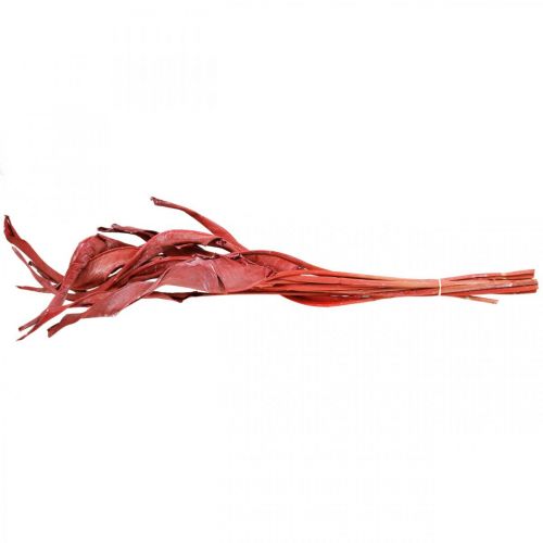 Floristik24 Strelicijos lapai raudoni matiniai sausi floristika 45-80cm 10 vnt