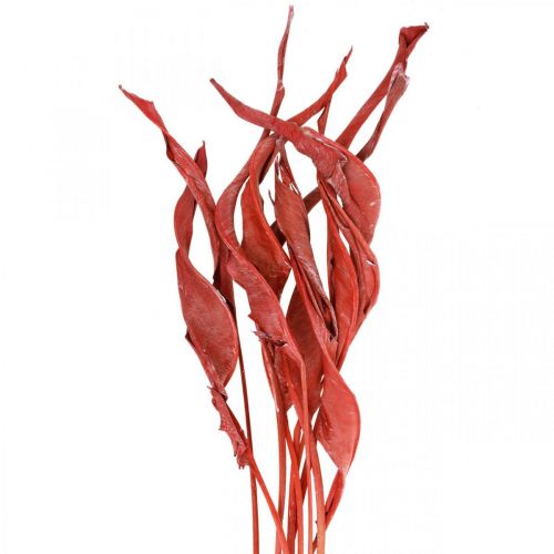 daiktų Strelicijos lapai raudoni matiniai sausi floristika 45-80cm 10vnt