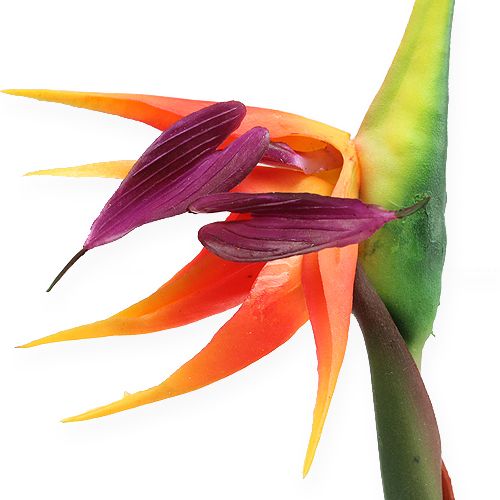 daiktų Strelicijos rojaus paukščio gėlė 62cm