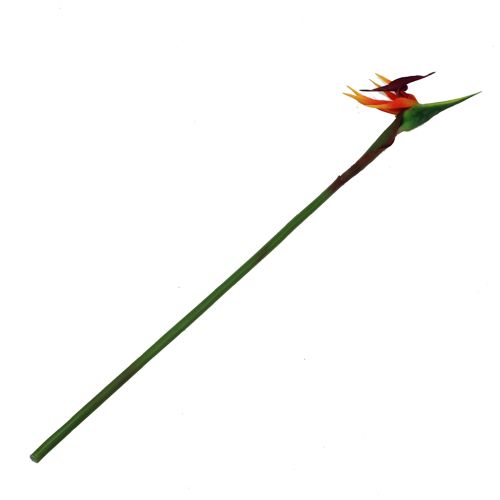 Floristik24 Strelicijos rojaus paukščio gėlė 62cm