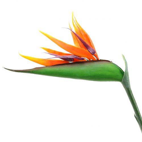 Rojaus paukštis Strelitzia 95cm