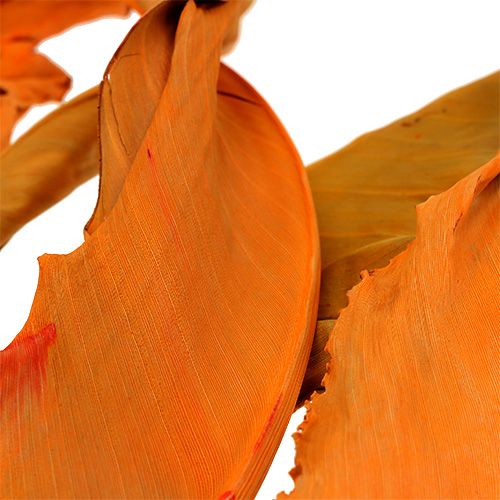 daiktų Strelicijos lapai oranžiniai 120cm 20p