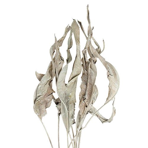 Floristik24 Dekoratyviniai lapai Strelitzia lapai baltai skalbti 120cm 10 vnt