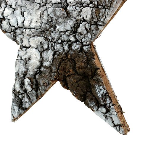 Floristik24 Beržo žievės žvaigždė didelė balta 19cm 4vnt