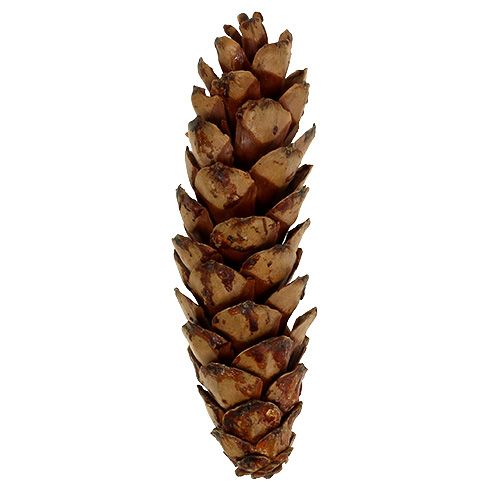 daiktų Strobus kūgiai 10-15cm dažyti 100 vnt