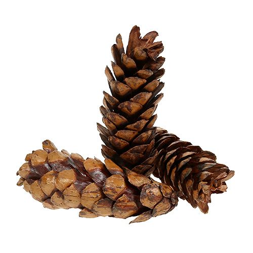 Floristik24 Strobus kūgiai 15 - 20cm dažyti 100 vnt
