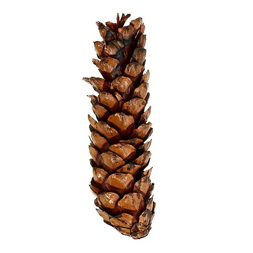 daiktų Strobus kūgiai 15 - 20cm dažyti 100 vnt