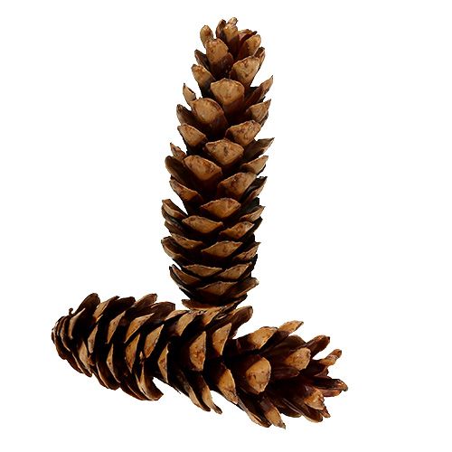Floristik24 Strobus kūgiai 20 - 25cm dažyti 50 vnt