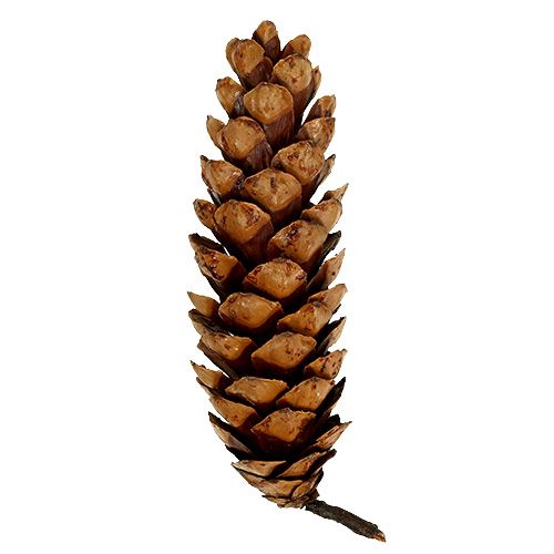 daiktų Strobus kūgiai 20 - 25cm dažyti 50 vnt