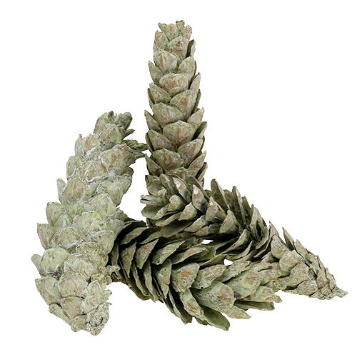 daiktų Strobus kūgiai kaip natūrali puošmena 15cm - 20cm žalia 50 vnt
