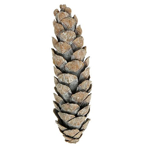 daiktų Strobus kūgiai 15cm - 20cm balti skalbti 50vnt