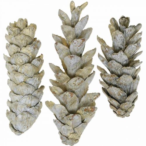 Floristik24 Strobus spurgai, Kalėdinė, Advento puošmena, balti kūgiai natūralūs, auksiniai L9-14cm 20 vnt.
