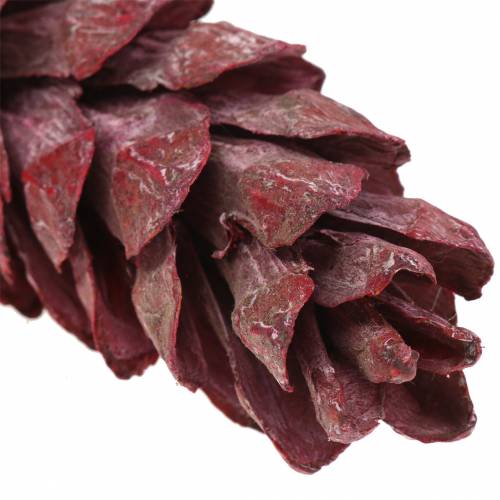 Strobus kūgio natūrali apdaila raudona 15cm - 20cm 50p