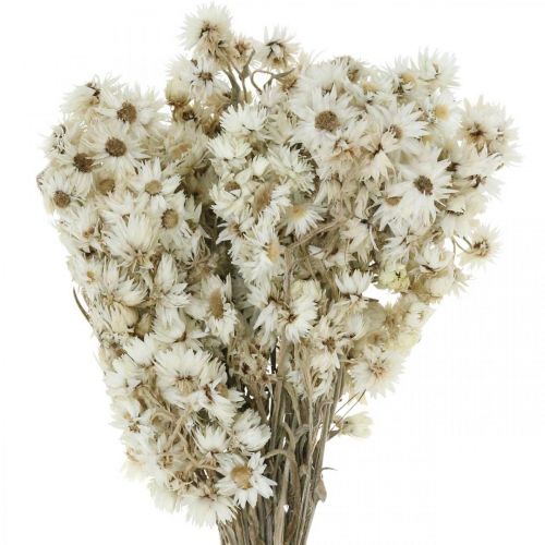 Floristik24 Šiaudinės gėlės Džiovintų gėlių puokštė Balta Maža 15g