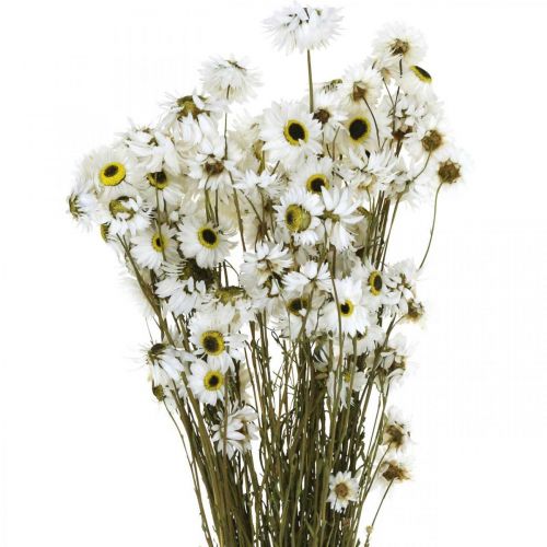 Floristik24 Acroclinium White, sausi augalai, šiaudinės gėlės, sausa floristika L20-40cm 25g