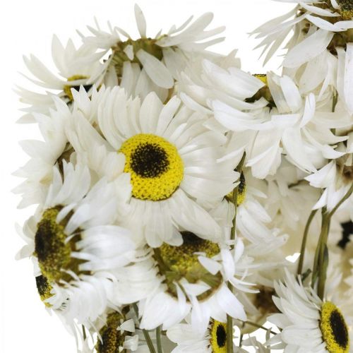 Floristik24 Acroclinium White, sausi augalai, šiaudinės gėlės, sausa floristika L20-40cm 25g