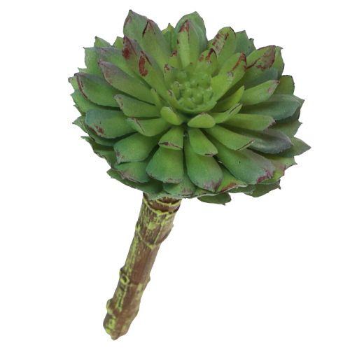 Floristik24 Sultingas Echeveria dirbtinis žalias augalas žalias Ø6cm 10,5cm