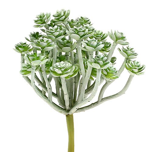 daiktų Sultingas Echeveria 17cm Pilka 3 vnt