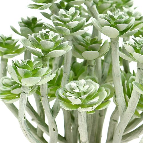 daiktų Sultingas Echeveria 17cm Pilka 3 vnt