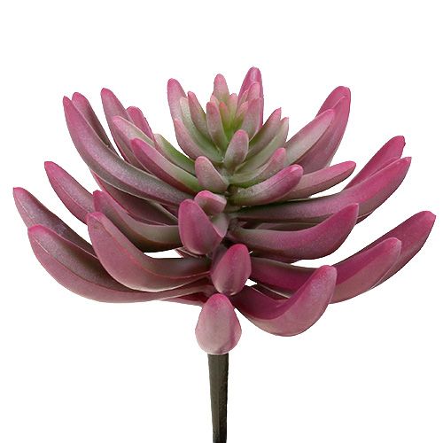 Floristik24 Sultingas augalas 15cm violetinis