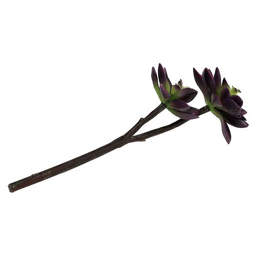 Floristik24 Sultingas augalas tamsiai violetinė-pilka Ø7cm, Ø10cm H30cm