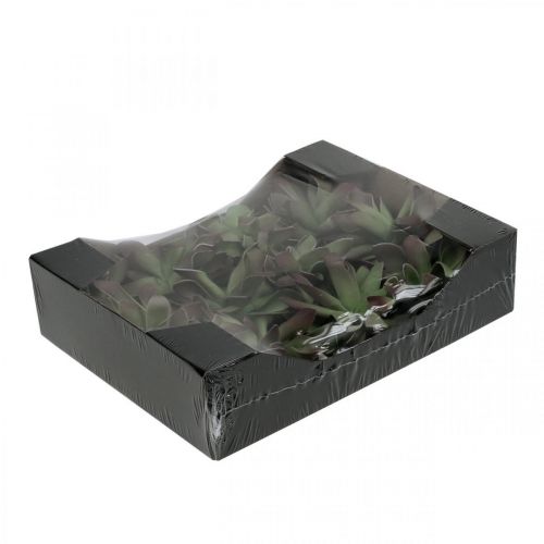 Floristik24 Sultingas žalias, bordo 10cm 12vnt
