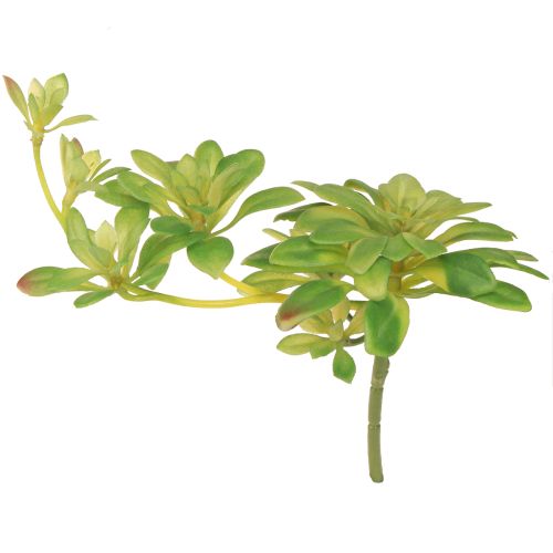 Sultingas dirbtinis augalas su kirtikliu Aeonium Green 30cm 4 vnt