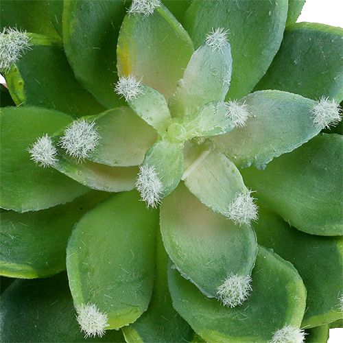 daiktų Sultinga akmeninė rožė žalia Ø10cm H11cm 3 vnt
