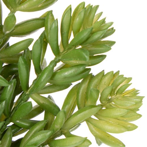 daiktų Dirbtinė sukulentinė gėlė, skirta gyvenamųjų ir biuro erdvių dizainui, nereikalaujanti daug priežiūros, 15 cm, 5 vnt.