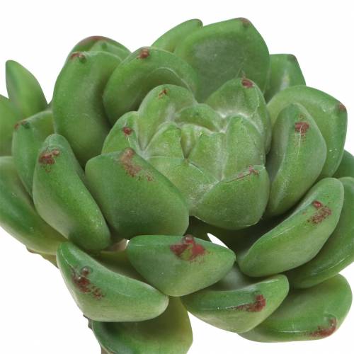 daiktų Sultingas Echeveria dirbtinis žalias H15cm