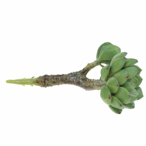 daiktų Sultingas Echeveria dirbtinis žalias H15cm