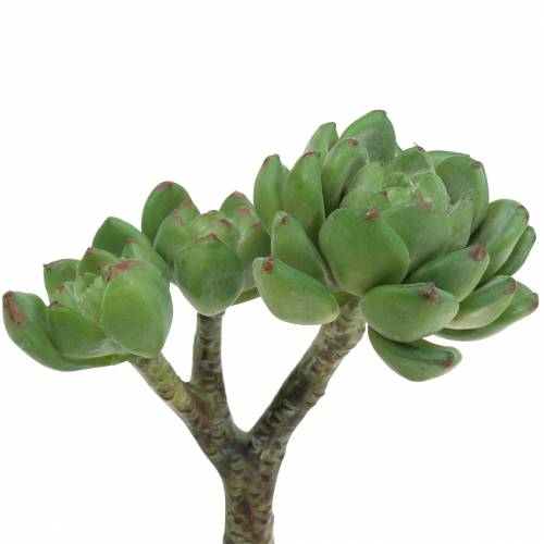 daiktų Sultingas Echeveria dirbtinis žalias H15cm