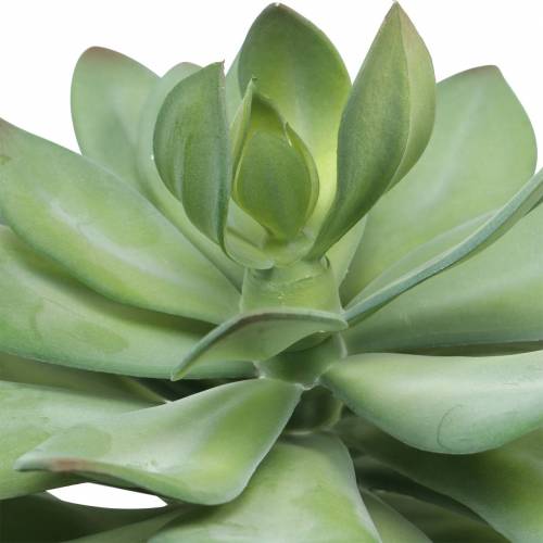 Floristik24 Dekoratyvinis sultingas augalas dirbtinis žalias Ø30cm H27cm