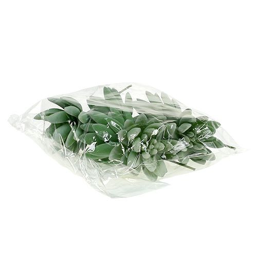 daiktų Sultingas Echeveria Ø6,5cm L11cm 6 vnt
