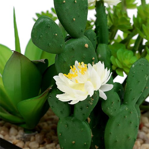 Floristik24 Sukulentai medinėje dėžutėje H14cm 1vnt