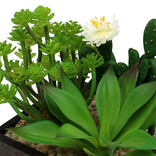 Floristik24 Sukulentai medinėje dėžutėje H14cm 1vnt