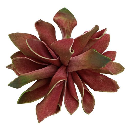 Floristik24 Sukulentai tamsiai raudoni Ø10cm 12vnt