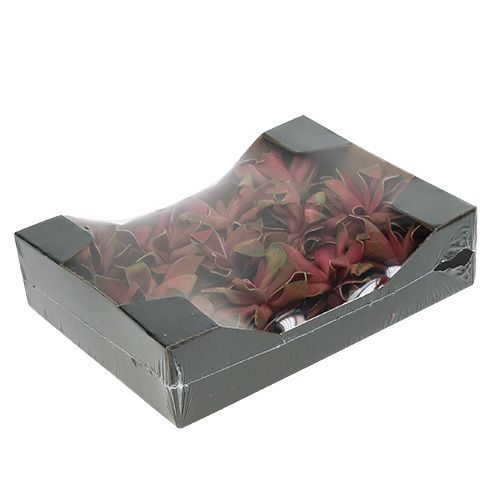 Floristik24 Sukulentai tamsiai raudoni Ø10cm 12vnt
