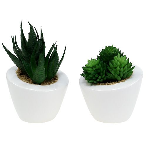 Floristik24 Sultingas mišinys vazone 9cm - 11cm 3vnt