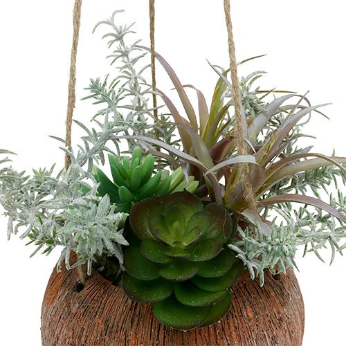 Floristik24 Sultingas žalias vazonėlyje pakabinti 24cm