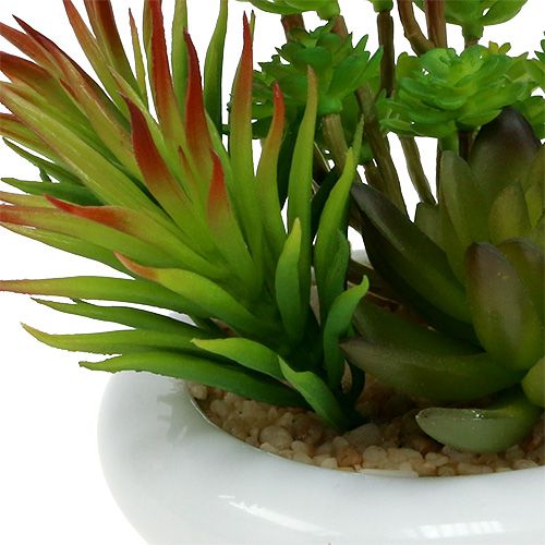 Floristik24 Sukulentai vazonėlyje Ø12cm H11cm 1vnt