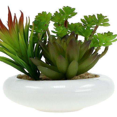 Floristik24 Sukulentai vazonėlyje Ø12cm H11cm 1vnt