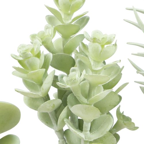Floristik24 Sukulentai Dirbtinis žalias augalas žalias Asorti 9-18,5cm 4vnt