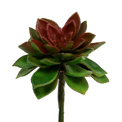 daiktų Sultinga akmeninė rožė 6cm žalia 6vnt