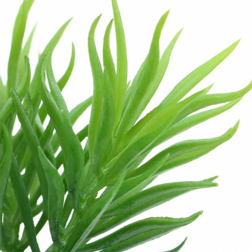 Floristik24 Sultingas Senecio Ragwort Green 20cm