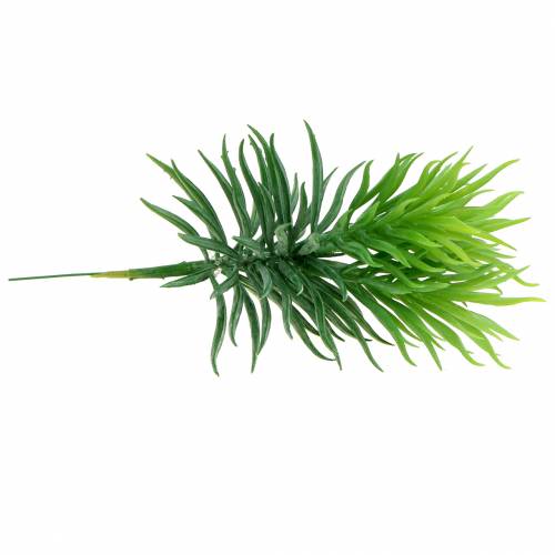 Floristik24 Sultingas Senecio Ragwort Green 20cm