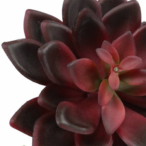 Floristik24 Sultingas kambarinis bordo 12cm