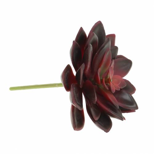 Floristik24 Sultingas kambarinis bordo 12cm
