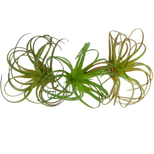 Floristik24 Tillandsia asorti 8cm 3vnt