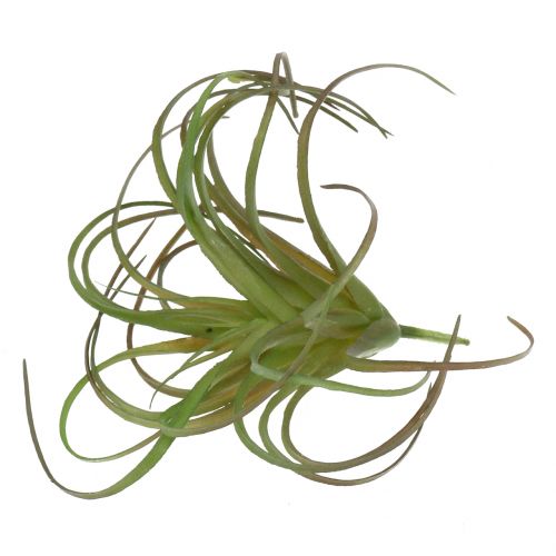 Floristik24 Tillandsia asorti 8cm 3vnt